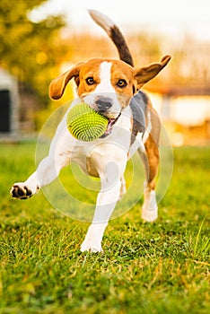 Beagle dog runs in garden towards the camera with green ball