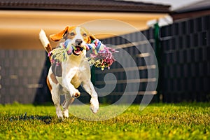 Beagle dog runs in garden towards the camera with rope toy. Sunny day dog fetching a toy.