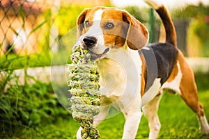 Beagle dog runs in garden towards the camera with rope toy. Sunny day dog fetching a toy.