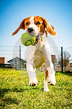 Beagle dog runs in garden towards the camera with rope toy. Sunny day dog fetching a toy.