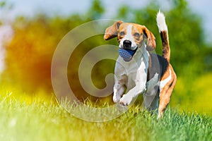 Beagle dog runs through green meadow towards camera. Light leak edit