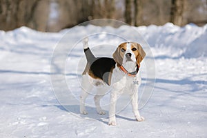 Beagle dog runs and plays in the winter forest on a Sunny frosty day