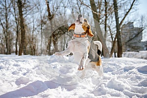 Beagle dog runs and plays in the winter forest on a Sunny frosty day