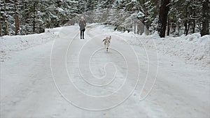 The Beagle dog runs in the snow. Beagle walks in the snowing winter. Girl having fun with her dog. Slow motion.