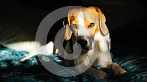 Beagle dog sad eyes big nose. Portrait, Copy space