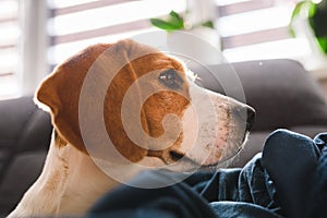 Beagle dog sad eyes big nose. Portrait, Copy space