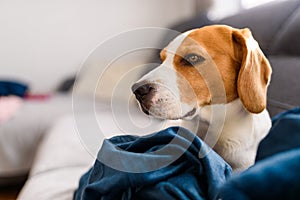 Beagle dog sad eyes big nose. Portrait, Copy space