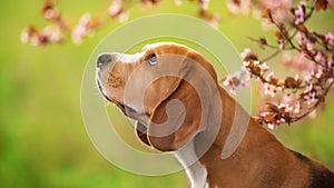Beagle dog in sakura flowers