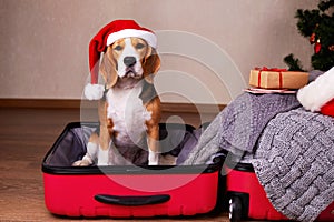 A beagle dog in a Santa Claus hat is sitting in a suitcase with things and getting ready for a Christmas trip.