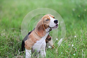 Beagle dog scratching body on green grass.