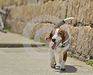 Beagle dog searching