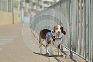 Beagle dog searching