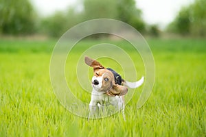 Beagle dog shaking his head