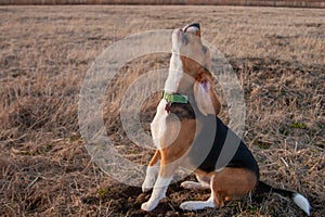 Beagle dog sits and barks on a field with last year`s grass on a sunny day