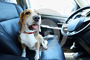 A beagle dog sits in the front seat of the car and waits for a ride.