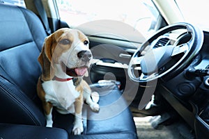 A beagle dog sits in the front seat of the car and waits for a ride.