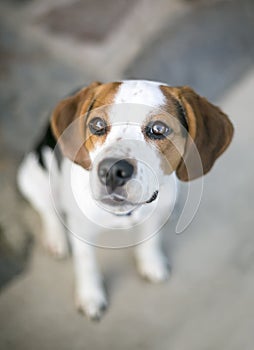 A Beagle dog sitting