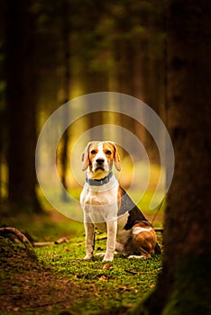 The beagle dog sitting in autumn forest. Portrait with shallow background