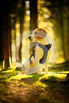 The beagle dog sitting in autumn forest. Portrait with shallow background
