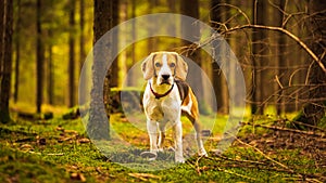 The beagle dog sitting in autumn forest. Portrait with shallow background