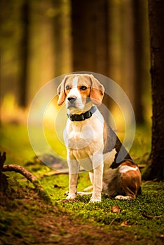 The beagle dog sitting in autumn forest. Portrait with shallow background