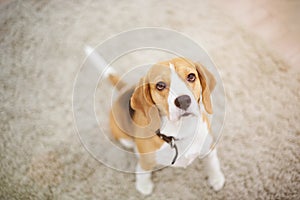 Beagle dog sitting on carpet