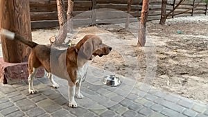 Beagle dog sitting on a chain. A purebred dog moves its tail.