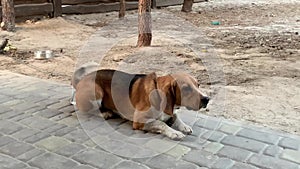 Beagle dog sitting on a chain. A purebred dog moves its tail.