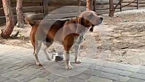 Beagle dog sitting on a chain. A purebred dog moves its tail.