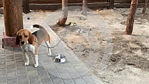 Beagle dog sitting on a chain. A purebred dog moves its tail.