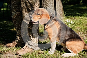 A beagle dog is sitting at the feet of a border guard.