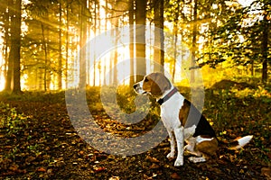 The beagle dog sitting in foggy autumn forest against sun rays shinning through the trees