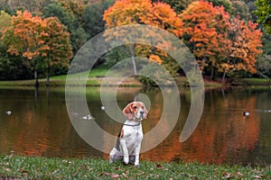 Beagle Dog Sitting on the grass. Autumn Tree Background. Water and Reflection. Duck in Background.