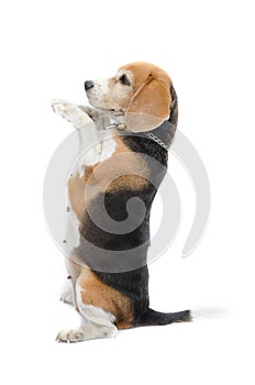 Beagle dog sitting isolate on white background