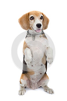 Beagle dog sitting isolate on white background