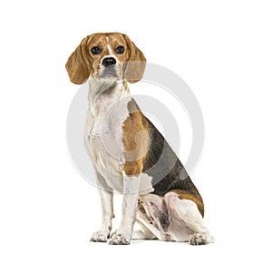 Beagle dog sitting, looking away, against white background