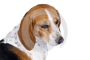 Beagle dog sitting and looking back represented by a portrait with long ears and very expressive stangling air isolated on white