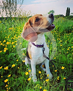 Beagle dog sitting in a patch of buttercups