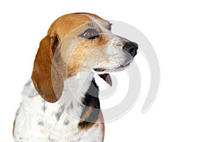 Beagle dog sitting represented by a portrait with ears forward and very expressive look isolated on white background
