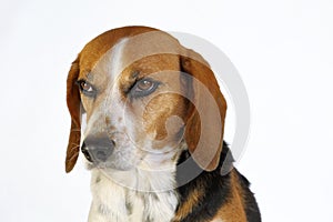 Beagle dog sitting represented by a portrait with long ears and very expressive stangling air isolated on white background