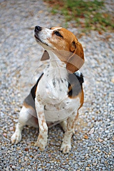 Beagle dog sitting and sniffing a trail represented by a portrait with ears forward and very expressive look Bokeh background