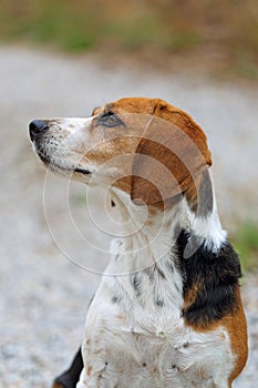 Beagle dog sitting and sniffing a trail represented by a portrait with ears forward and very expressive look Bokeh background