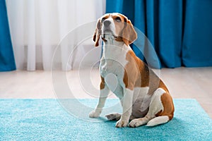 Beagle dog sitting on turquoise carpet