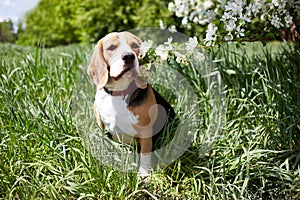 Beagle dog sitting under a blossoming apple tree in a park on a sunny day