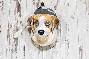 Beagle dog sitting on vintage-looking floor looking into camera