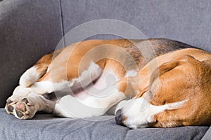 Beagle dog sleeping