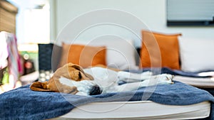 Beagle dog sleeping on a couch outdoors in shade