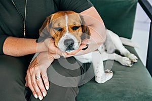 Beagle dog sleeping in the hands of a woman. Copy space.