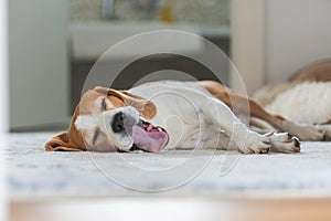 Beagle dog sleeping at home on the floor and Yawning.