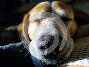 The beagle dog is sleeping soundly photo